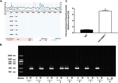 Hypomethylation of Rnase6 Promoter Enhances Proliferation and Migration of Murine Aortic Vascular Smooth Muscle Cells and Aggravates Atherosclerosis in Mice